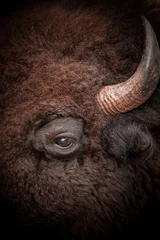 Plaid mouton avec motif Bison american bison head