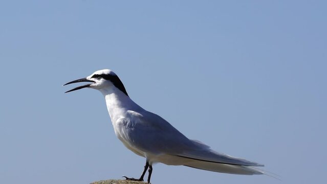 Forster's tern bird on the rock