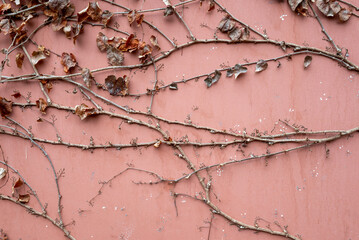 Ivy vines on a red wall in winter, Taoist temple, Luodai, Sichuan province, China - 574854426