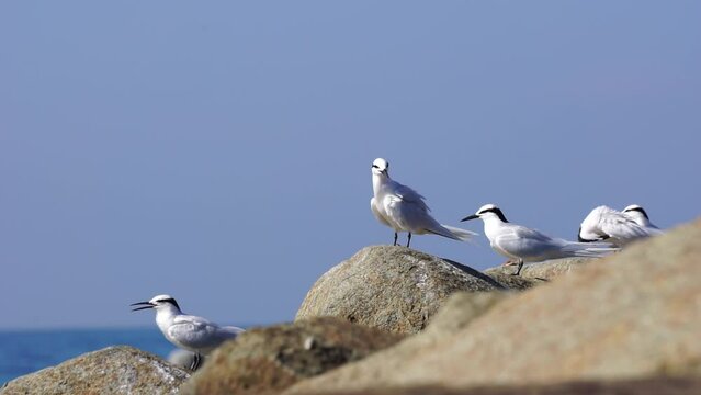 Forster's tern bird on the rock