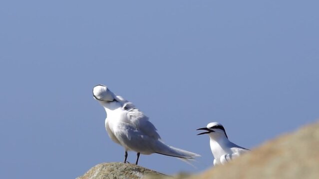 Forster's tern bird on the rock