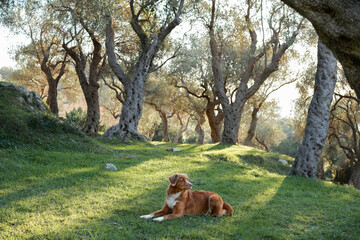 dog near the olive tree. Nova Scotia duck tolling retriever in nature. Toller on a walk in the green park