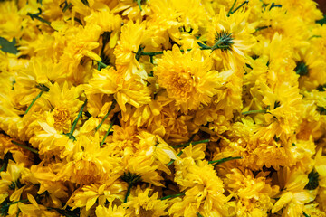 Background of yellow chrysanthemum buds, creation of perfumes and aromatic additives