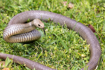 Highly Venomous Eastern Brown Snake