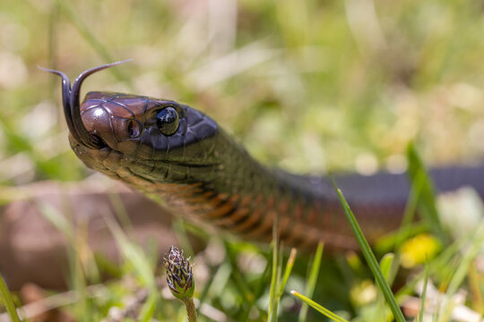 Highly venomous Red-bellied Black Snake flickering it's tongue