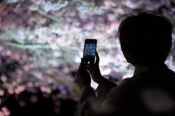 People taking pictures of illuminated cherry blossoms at night