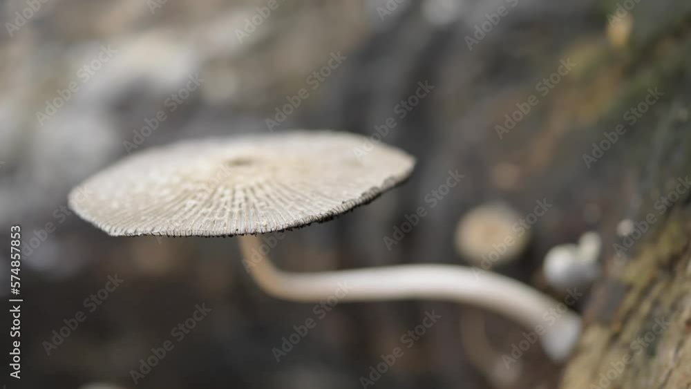 Poster close-up of a white-headed mushroom on a tree trunk in the forest moving in the wind with a blurred 