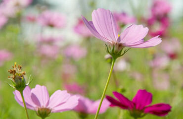 Sweet pink cosmos flowers  Blooming outdoors, afternoon, sunny, in the botanical garden. copy space