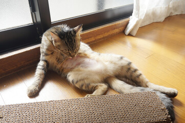 グルーミングをする猫