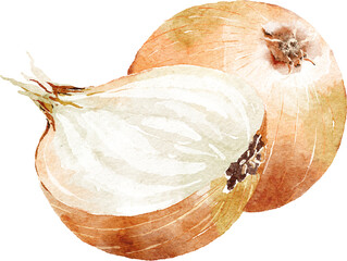 Onion hand drawn watercolor painting isolated on white background - obrazy, fototapety, plakaty