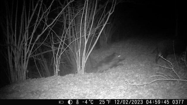 A big group of wild boar with lots of puppies - video made by an infrared trail camera
