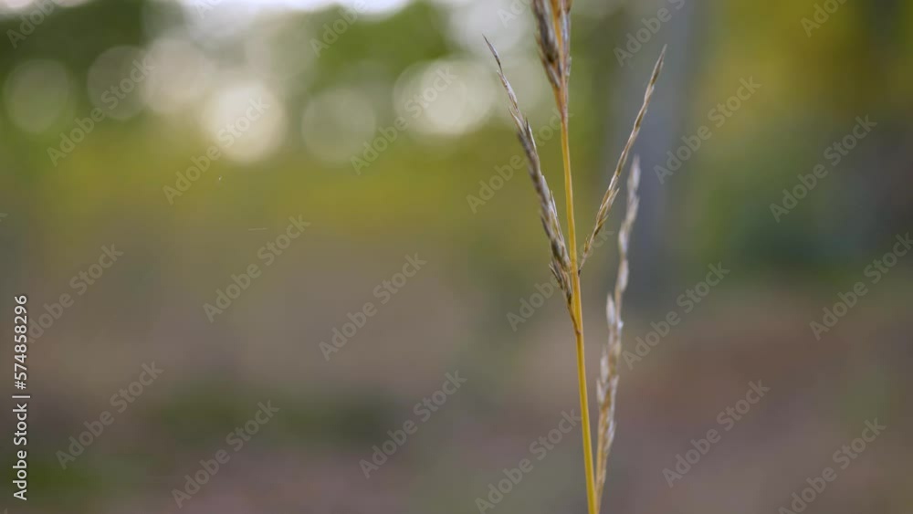 Poster close-up, static shot of autumn grass stem on blurred background with bokeh