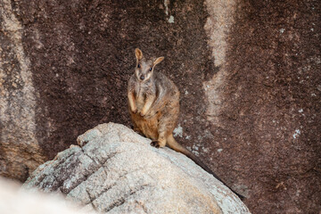 Fototapeta premium Rock wallbies on Magnetic Island