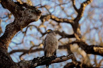 hawk in tree