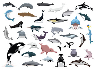 Animal Sea Mammals Dolphin Orca Beluga Porpoise Characters Cartoon Vector