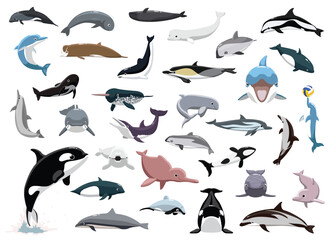 Animal Sea Mammals Dolphin Orca Beluga Porpoise Characters Cartoon Vector © bullet_chained