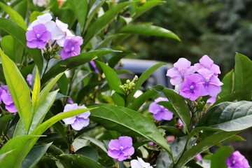 flowers in the garden