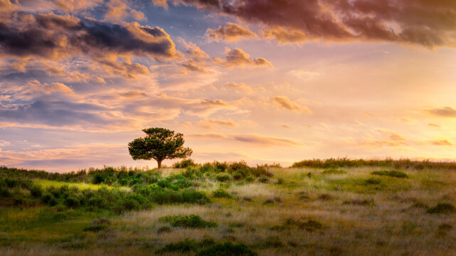 A lone tree atop a hill in grassy meadow at sunset with an orange sky full of clouds. 