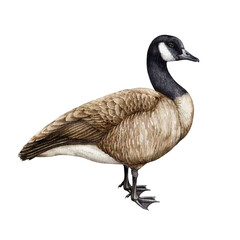 Canada goose bird watercolor illustration. Hand drawn realistic detailed Canadian goose. Wildlife North America avian. Single beautiful waterfowl bird element.