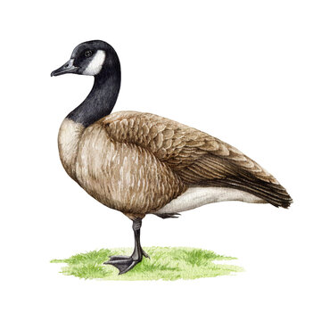 Canada goose bird standing on the green grass. Watercolor illustration. Hand drawn Canadian goose wildlife animal. Single waterfowl bird stand on the grass element.