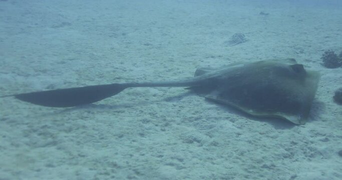 Cow Tail Stingray or Feather Tail Stingray in the Red Sea of Egypt