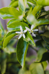 tahitian lime plant with white flowers, close-up shot at shallow depth of field