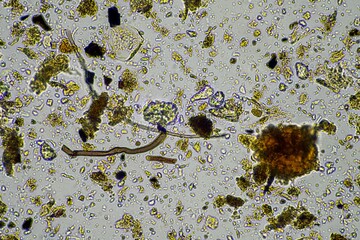 soil microorganisms in a soil sample, soil fungus and bacteria on a regenerative farm in compost....