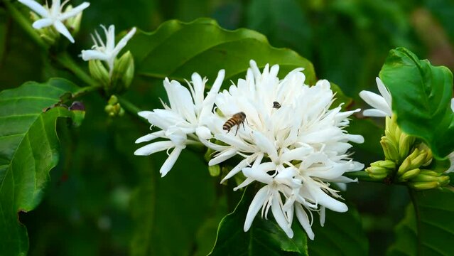 Honey bee on Robusta coffee blossom on tree plant with green leaf with black color in background. Petals and white stamens of blooming flowers