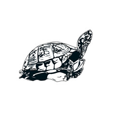 Black and white sketch of a turtle with transparent background