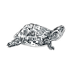 Fototapeta premium Black and white sketch of a turtle with transparent background