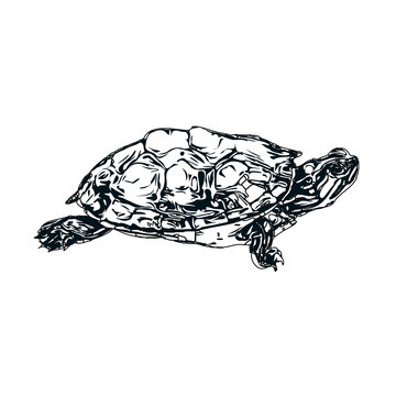 Black and white sketch of a turtle with transparent background