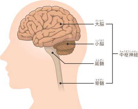中枢神経、脳、大脳、小脳のイラスト
