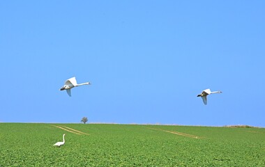 Fototapeta na wymiar a flock of swans take off over the green fields