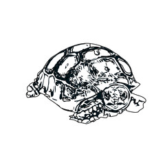 Black and white sketch of a turtle with transparent background