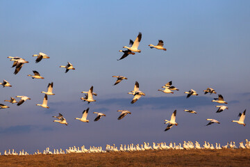 Flying snow geese at Middle Creek Wildlife Management Area, Stevens, Pennsylvania