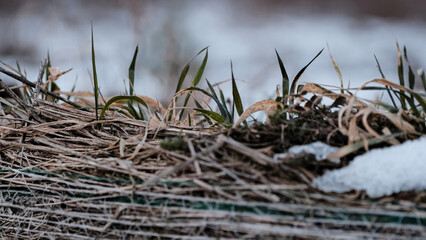 close up, snow, hay bale, hay, background, grass, ice, crystals, natural, calm, frost, shades, withered, enveloped, stalks, nature, winter, texture, garden, autumn, environment, farm, agriculture