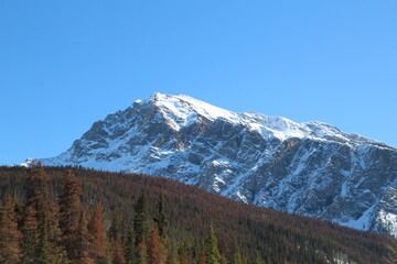 Fototapeta premium Snowy Ridge, Jasper National Park, Alberta