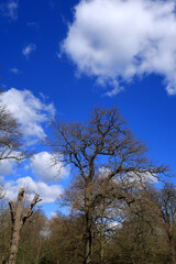 Bare Ash tree rising up to a blue cloudy sky in a woodland scene