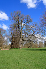 A Tall tree in a green field under a blue cloudy sky