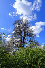 A tall Ash tree with bare branches under a blue cloudy sky