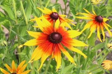 flowers in the garden
