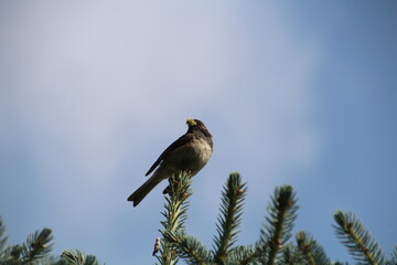 bird on a branch