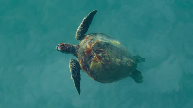 Australian Flatback sea turtle ascends to surface to breathe at Mission Beach, Queensland. Sea turtles can hold their breath for several hours. 4K UHD slow motion documentary footage in clear water.