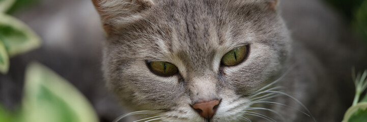 Naklejka na ściany i meble Beautiful gray cat with bright green eyes in grass