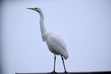 屋根の上に止まるサギ