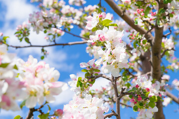 Blossom apple tree. White pink flowers of apple tree on blue sky, bee on flower. Flowers a lot. Selective focus, close-up