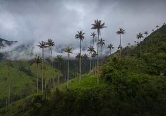 Cocora valley tall wax palm trees in salento quindio colombia green lush  mountains landscapes cloudy panorama 