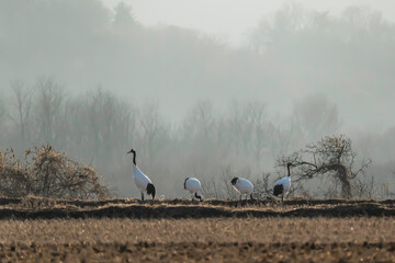 Obraz premium 두루미