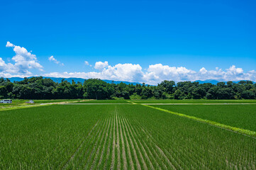 初夏のさわやかな田園風景　塩尻市