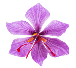 Saffron flower isolated. PNG transparency